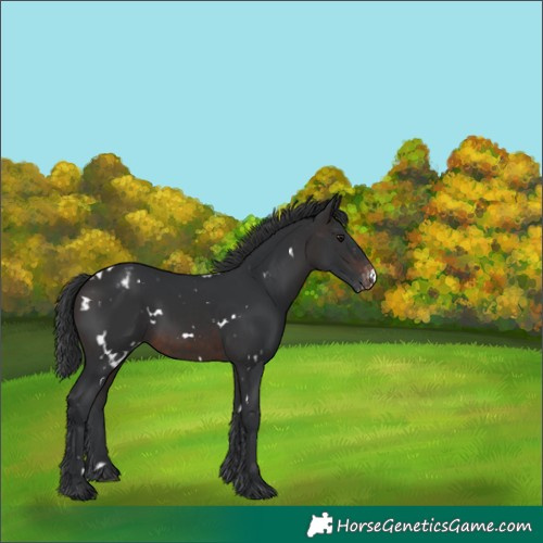 Horse Color:White Spotted Brown Appaloosa