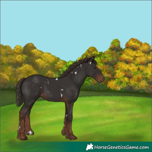 Horse Color:White Spotted Liver Chestnut 