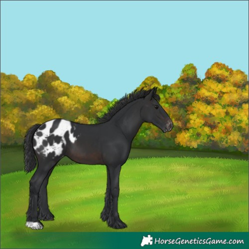 Horse Color:Brown Appaloosa 