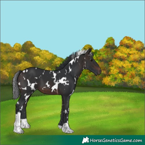 Horse Color:White Spotted Brown 