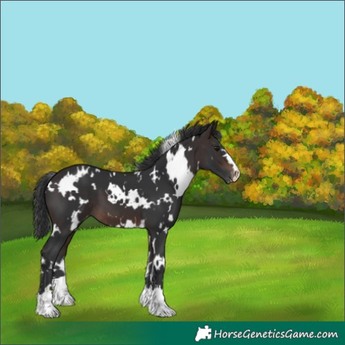 Horse Color:White Spotted Brown Appaloosa 