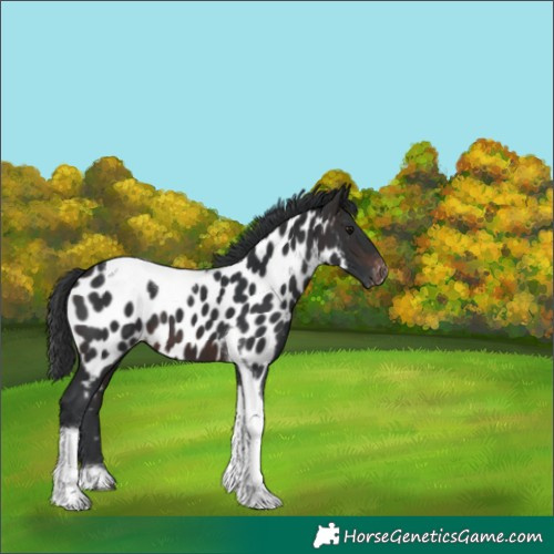 Horse Color:Brown Tobiano Appaloosa 
