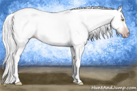 Horse Color:Gray Silver Amber Champagne