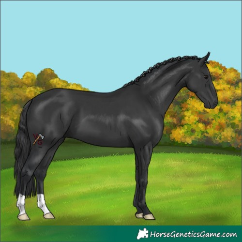 Horse Color:Black 