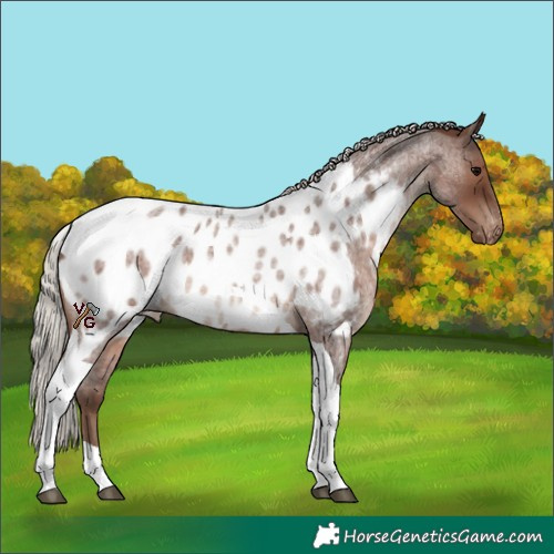 Horse Color:Silver Blue Roan Tobiano Appaloosa 
