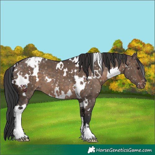 Horse Color:White Spotted Brown Dun Appaloosa