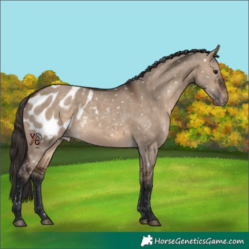 Horse Color:Brown Dun Appaloosa