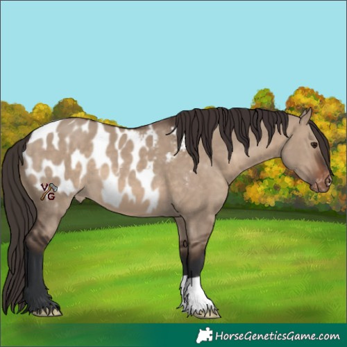 Horse Color:Brown Dun Appaloosa