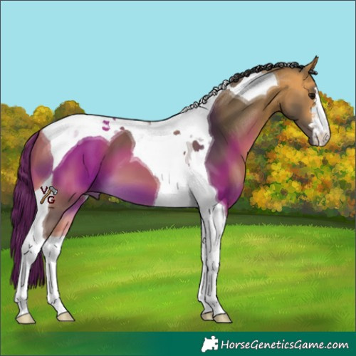Horse Color:Buckskin Tobiano