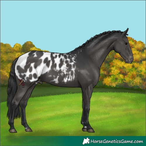 Horse Color:Black Appaloosa