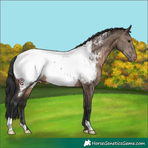 Horse Color:Brown Dun Appaloosa