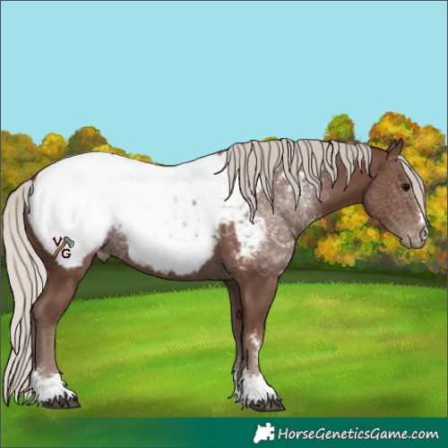 Horse Color:Silver Black Appaloosa 