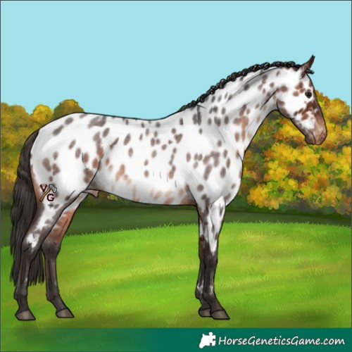 Horse Color:Bay Roan Appaloosa 