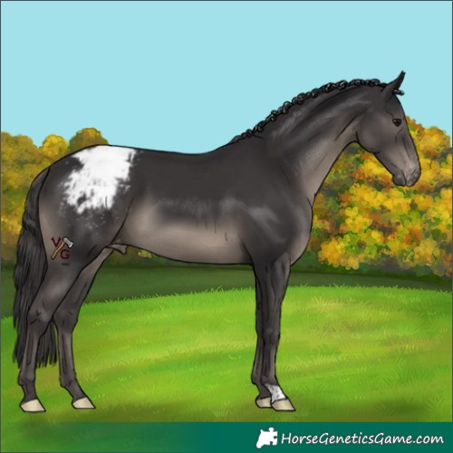 Horse Color:Smoky Black Appaloosa