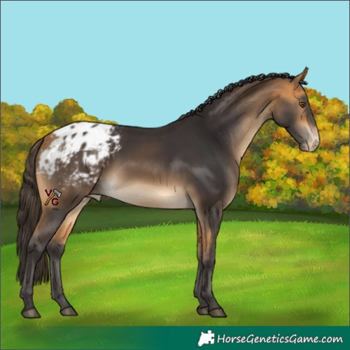 Horse Color:Buckskin Appaloosa 