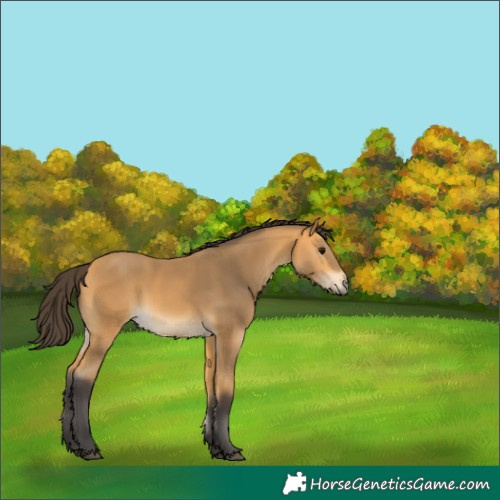 Horse Color:Buckskin 