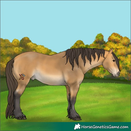 Horse Color:Buckskin