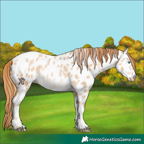 Horse Color:Buckskin Pearl Sabino Appaloosa 
