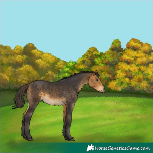Horse Color:Buckskin 