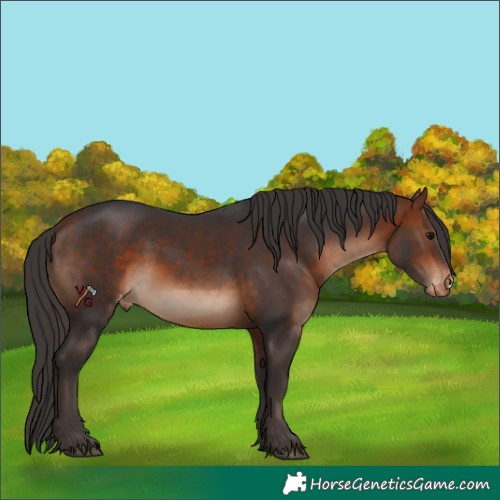 Horse Color:Bay Appaloosa