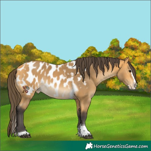 Horse Color:Buckskin Splash Tobiano Appaloosa 