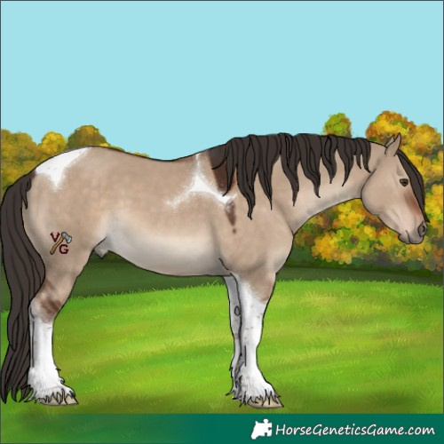 Horse Color:Liver Red Dun Tobiano 
