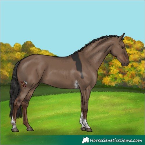 Horse Color:Liver Red Dun Tobiano