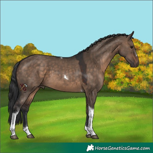 Horse Color:Brown Dun Tobiano