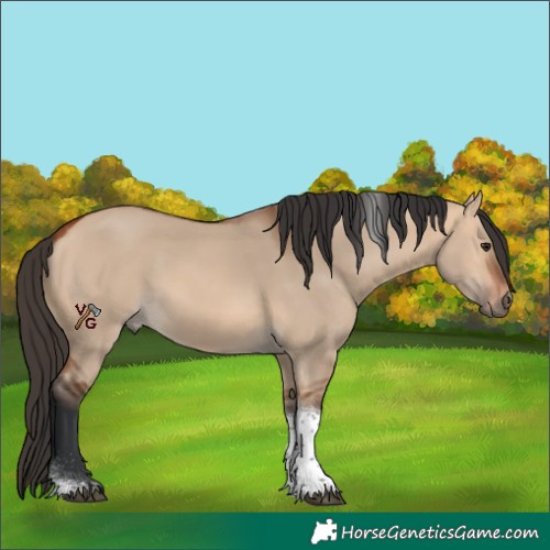 Horse Color:Bay Dun Tobiano