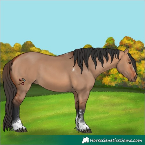 Horse Color:Bay Dun Tobiano 