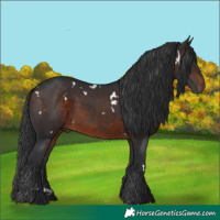 Horse Color:White Spotted Brown