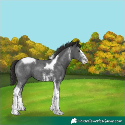 Horse Color:Liver Chestnut Sabino Tobiano 