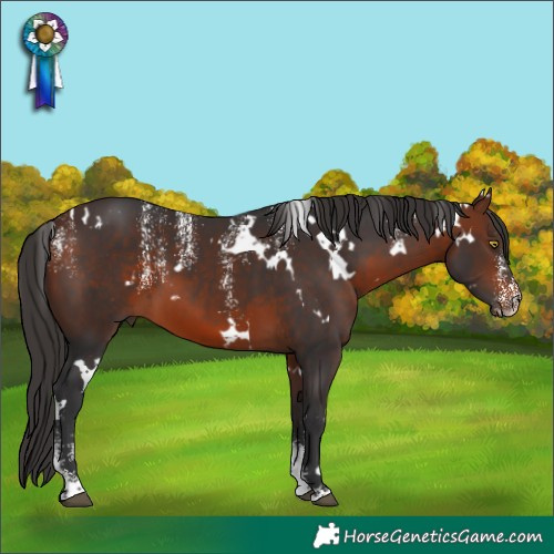 Horse Color:Powder White White Spotted Bay