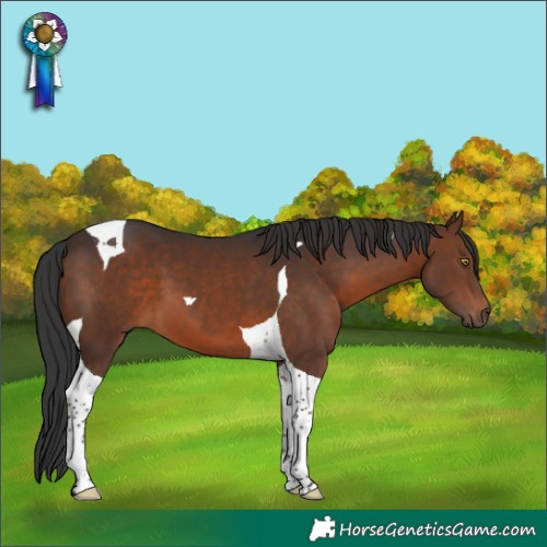 Horse Color:Brown Tobiano 
