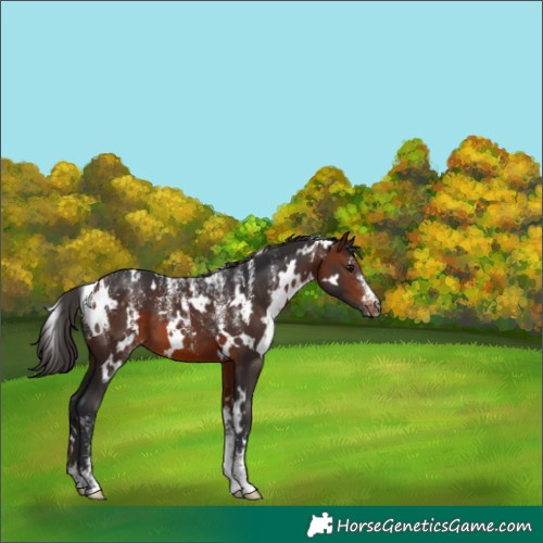 Horse Color:Powder White White Spotted Bay 