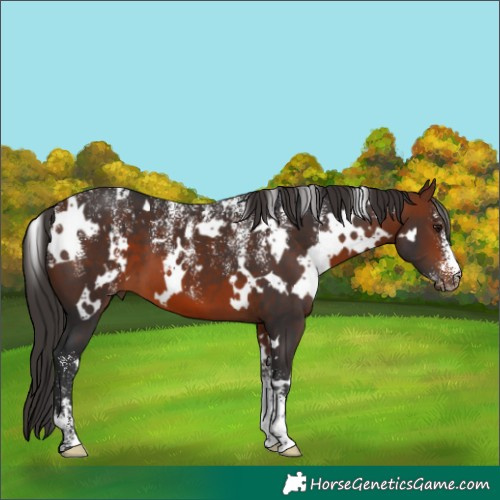 Horse Color:Powder White White Spotted Bay