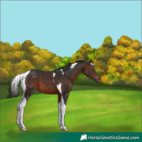 Horse Color:Brown Tobiano