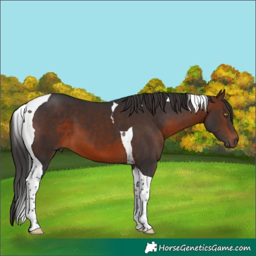 Horse Color:Brown Tobiano