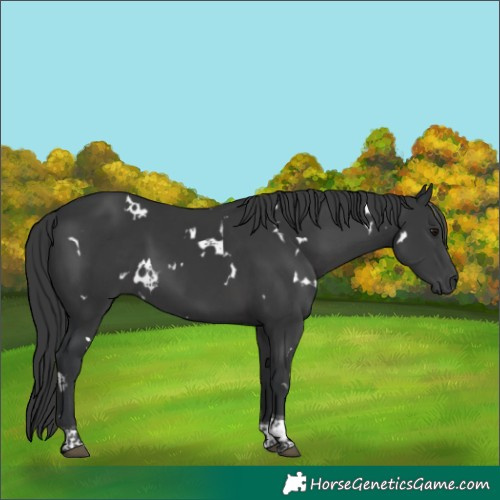 Horse Color:White Spotted Black Tobiano