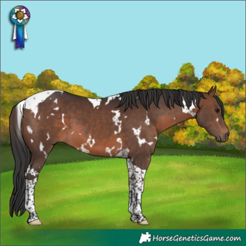 Horse Color:White Spotted Brown Tobiano