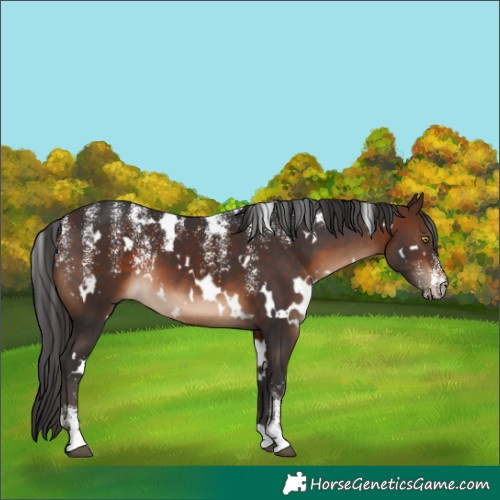 Horse Color:Powder White White Spotted Brown 