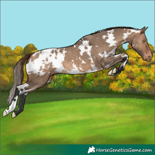 Horse Color:White Spotted Bay Dun Appaloosa