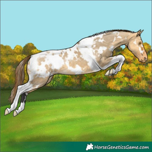 Horse Color:White Spotted Buckskin Dun Tobiano Appaloosa