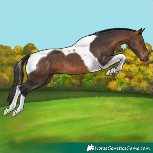 Horse Color:Brown Tobiano