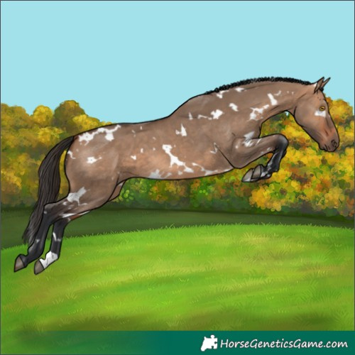 Horse Color:White Spotted Bay Dun 