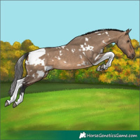Horse Color:White Spotted Brown Dun Tobiano