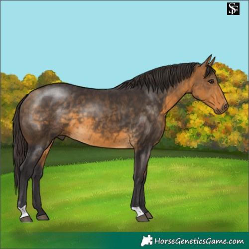 Horse Color:Buckskin 