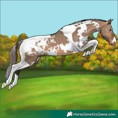 Horse Color:White Spotted Bay Dun Tobiano Appaloosa 