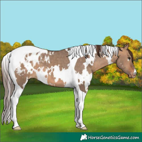 Horse Color:White Spotted Bay Dun Tobiano Appaloosa