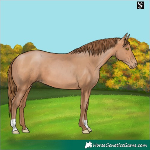 Horse Color:Brown Pearl